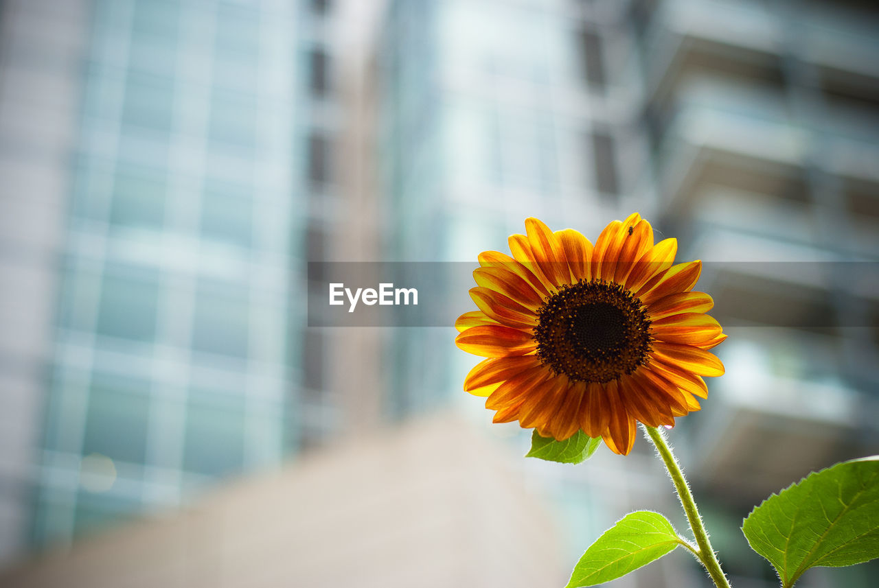 Close-up of sunflower against blurred background