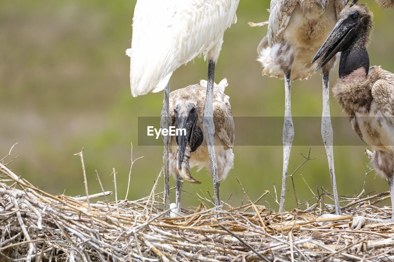 close-up of white bird on field