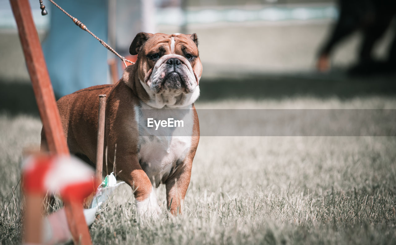 Dog looking away on field