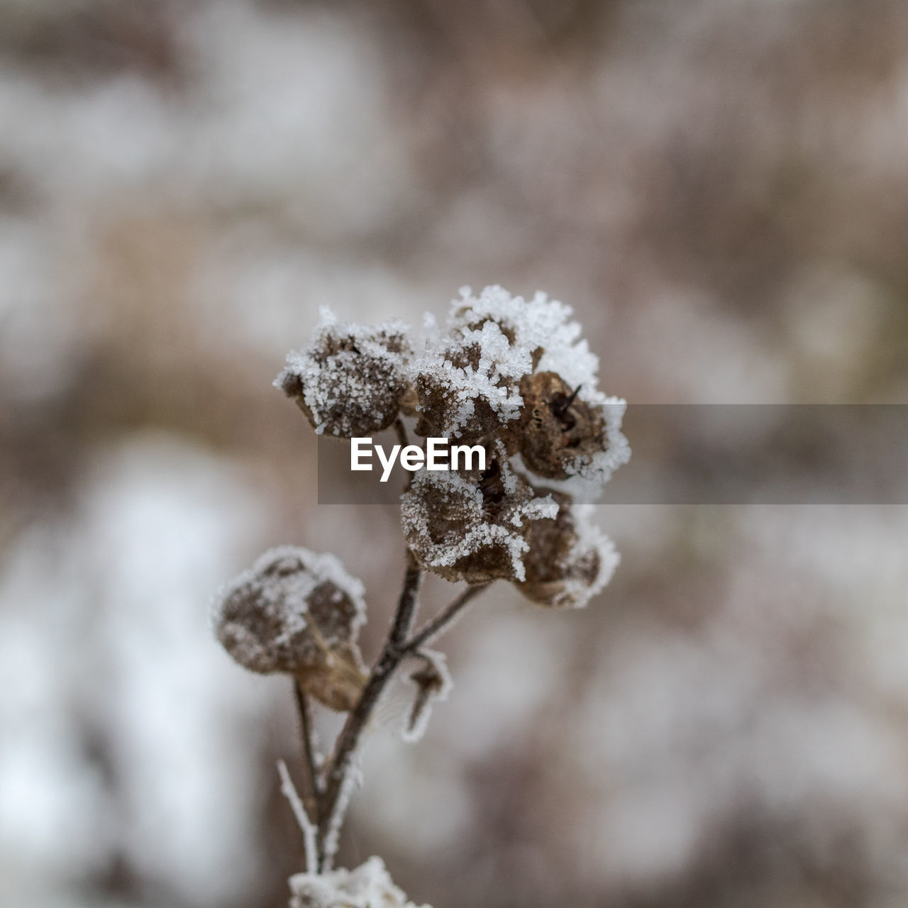 CLOSE-UP OF FROZEN PLANT OUTDOORS