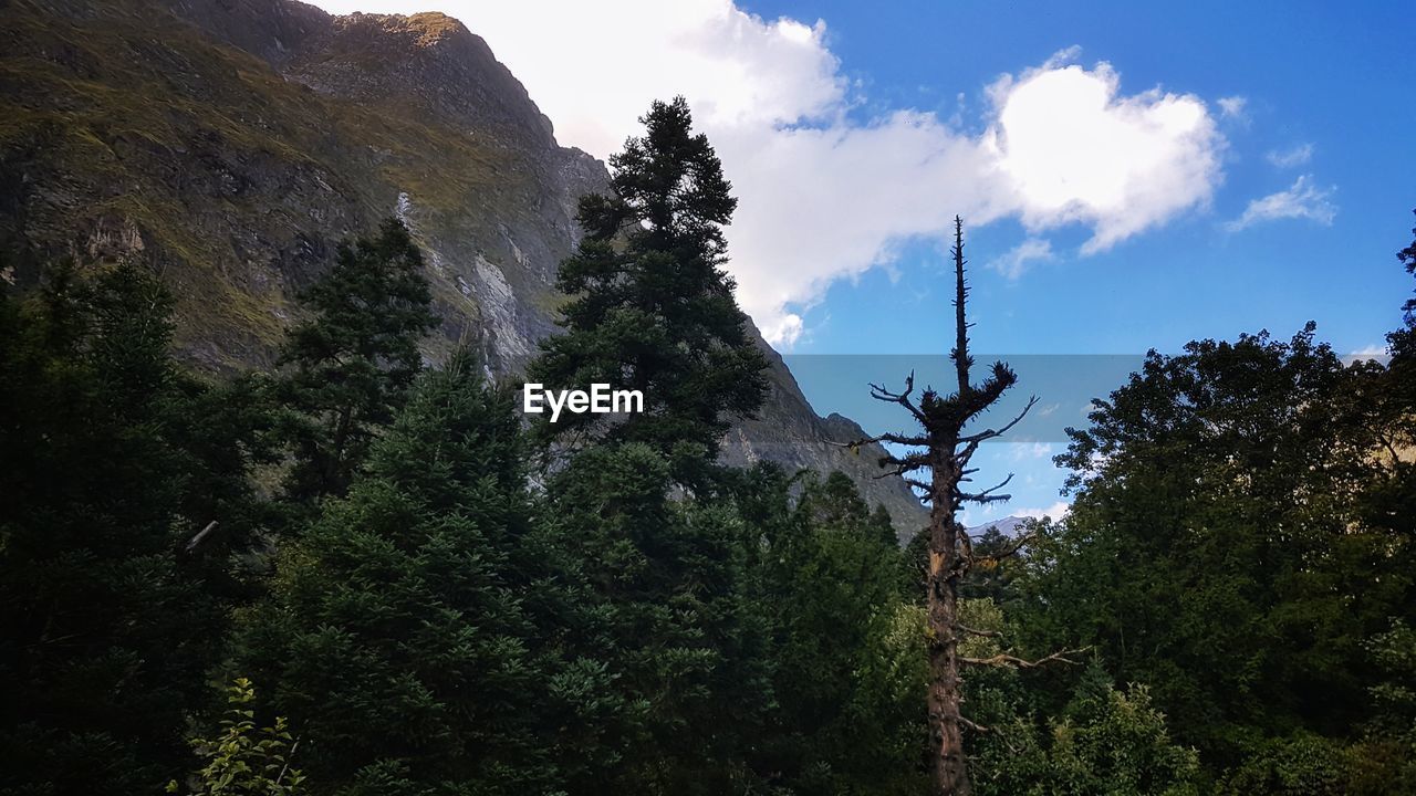 LOW ANGLE VIEW OF TREES AND MOUNTAIN AGAINST SKY