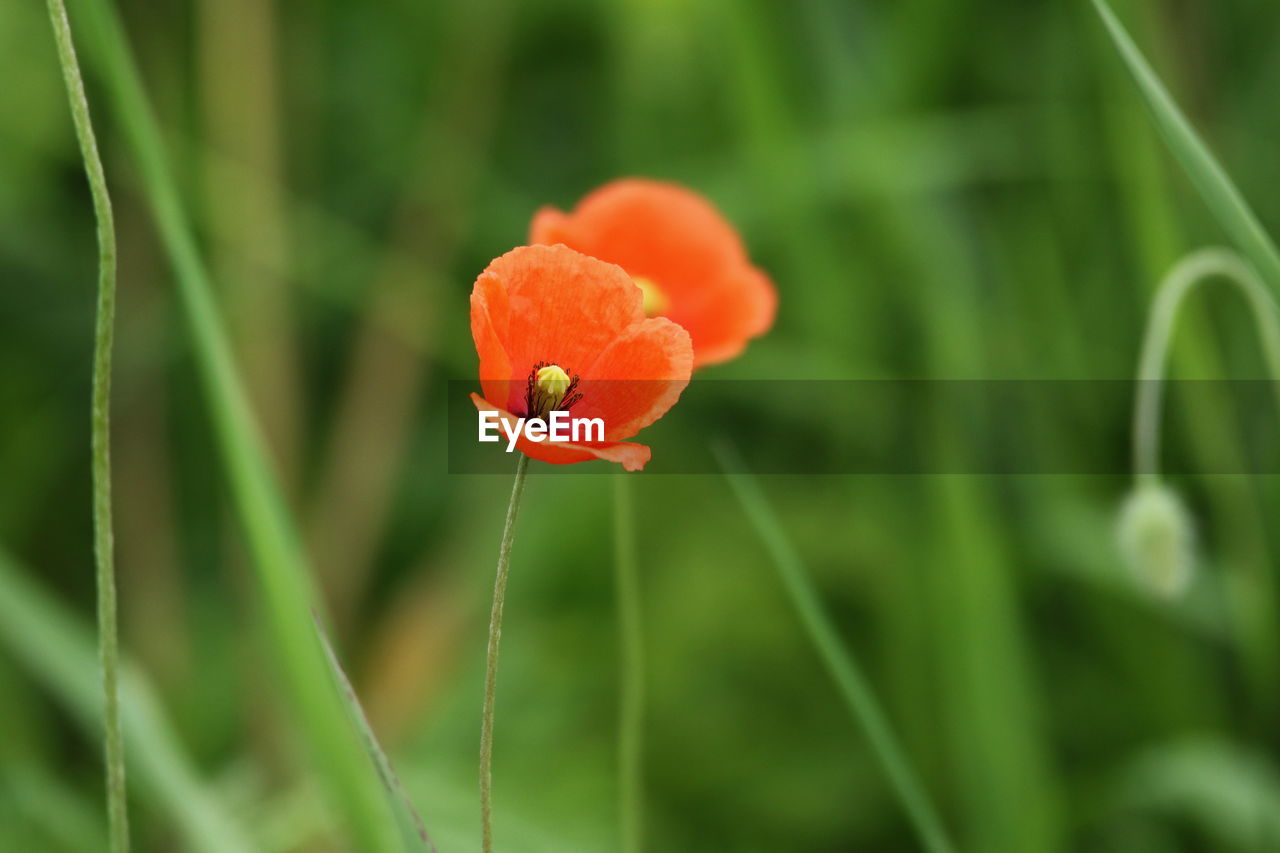 Close-up of orange poppy