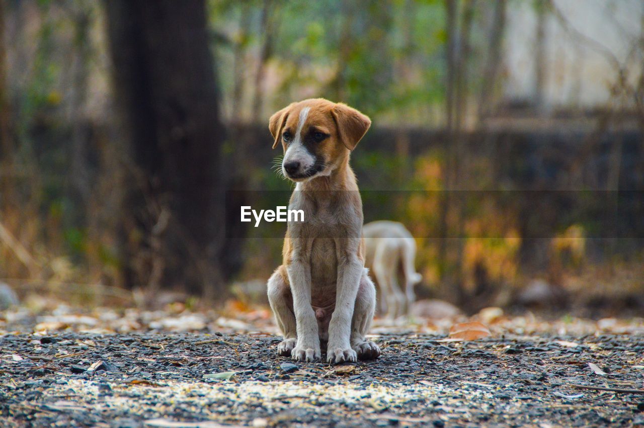 Portrait of dog on field