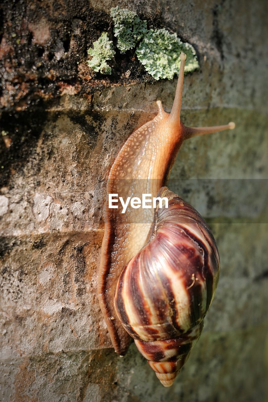 Close-up of snail