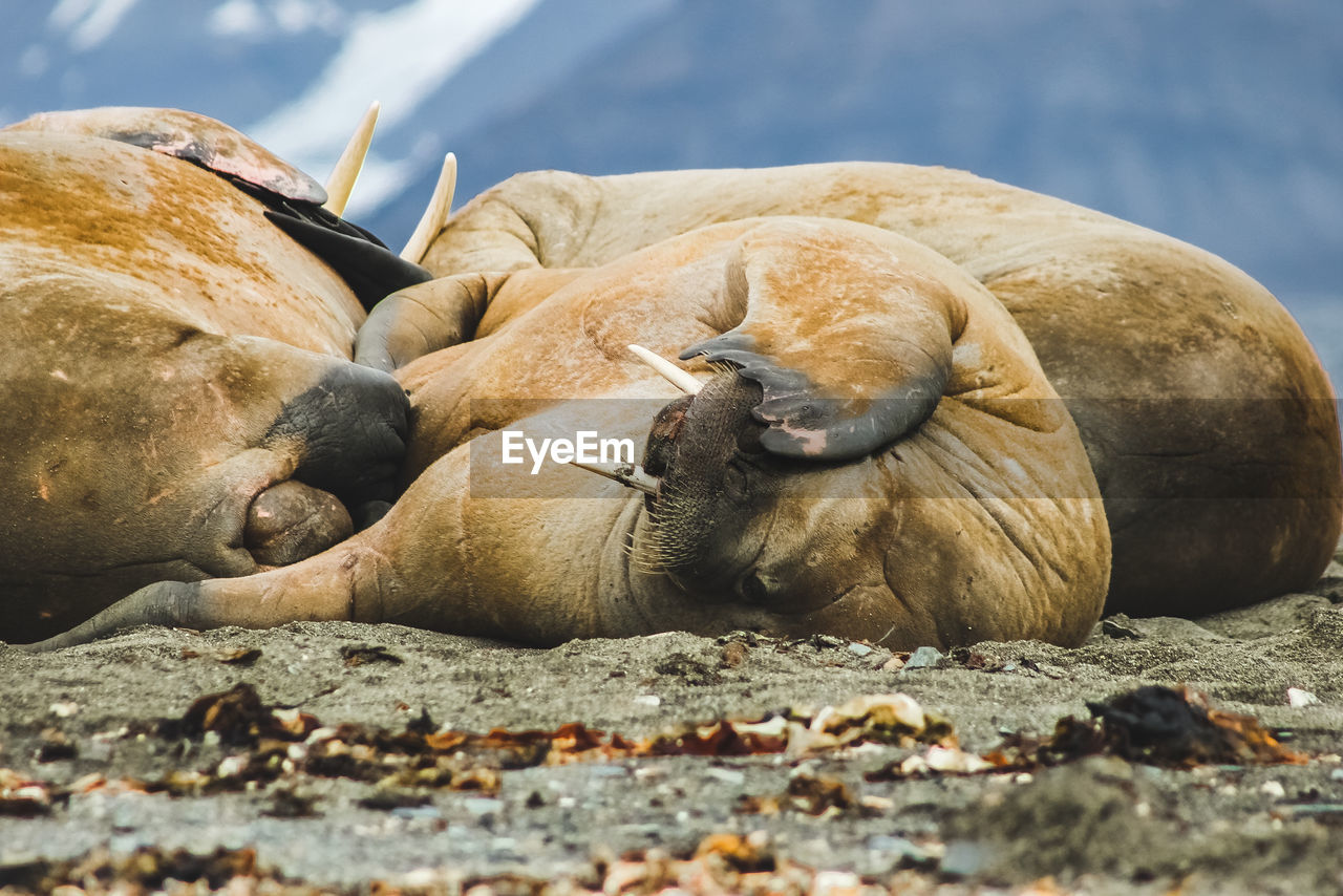 Close-up of walruses lying on rock