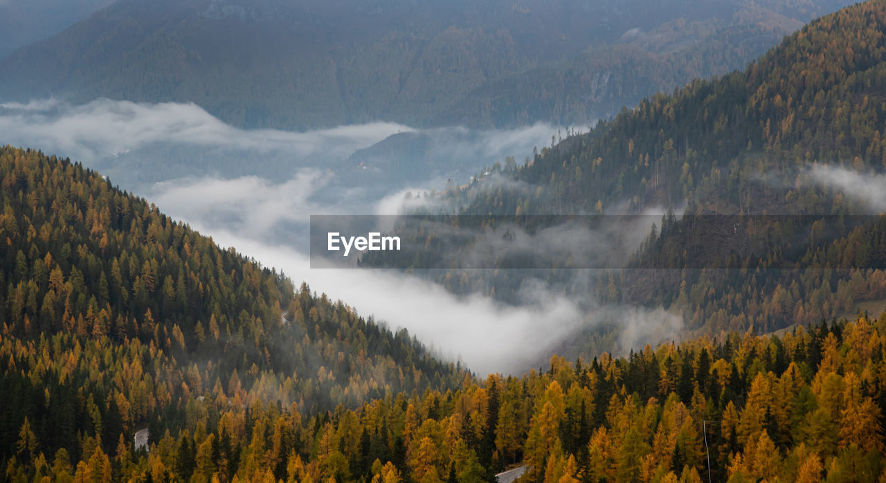 Panoramic view of pine trees on mountains