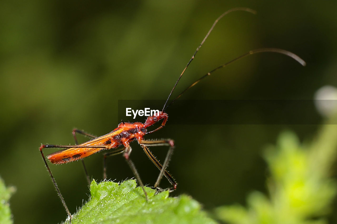 CLOSE-UP OF GRASSHOPPER