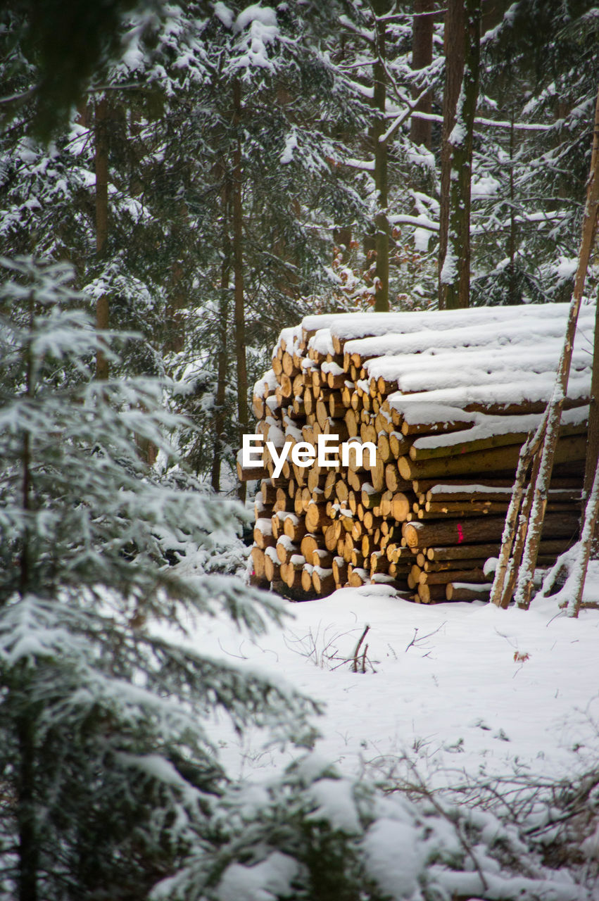 Stack of logs in forest during winter