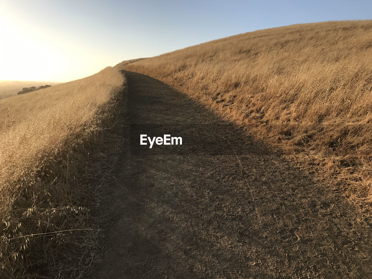 Scenic view of wheat field against clear sky