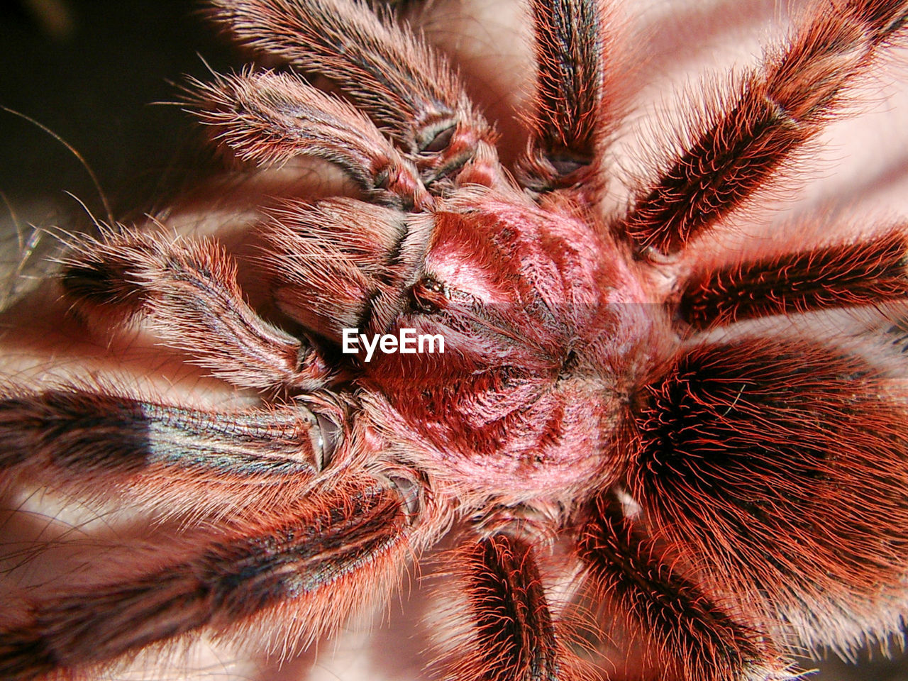 Grammostola rosea close up pink hair spider