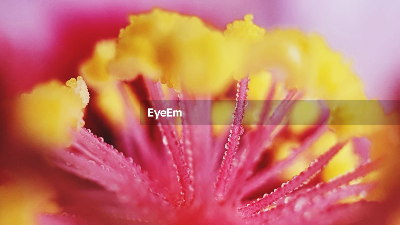 MACRO SHOT OF YELLOW ROSE FLOWER