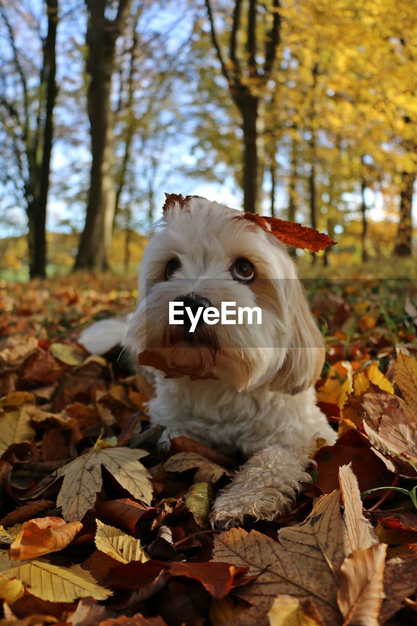 Portrait of dog in forest during autumn