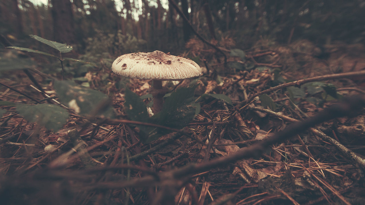 Close-up of mushroom in forest