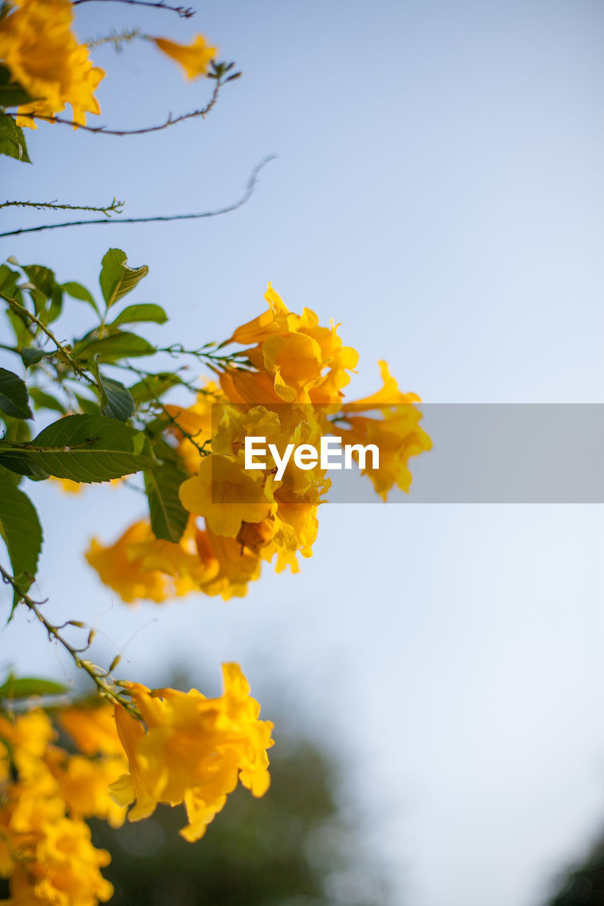 CLOSE-UP OF YELLOW FLOWERING PLANT AGAINST SKY