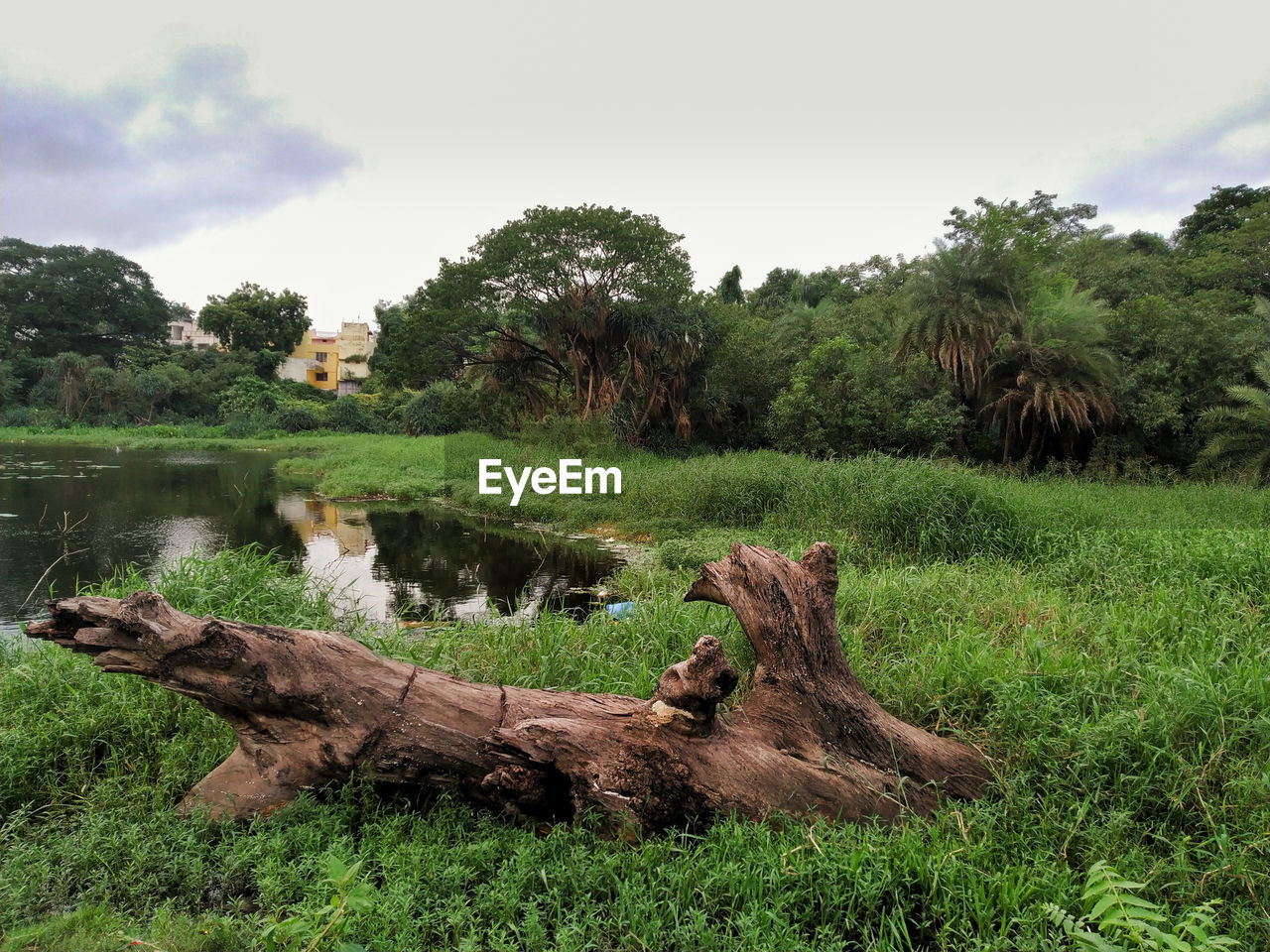 DRIFTWOOD ON FIELD AGAINST TREES