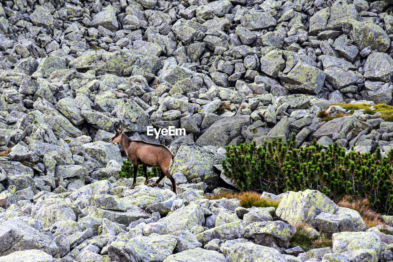 A goat on rock