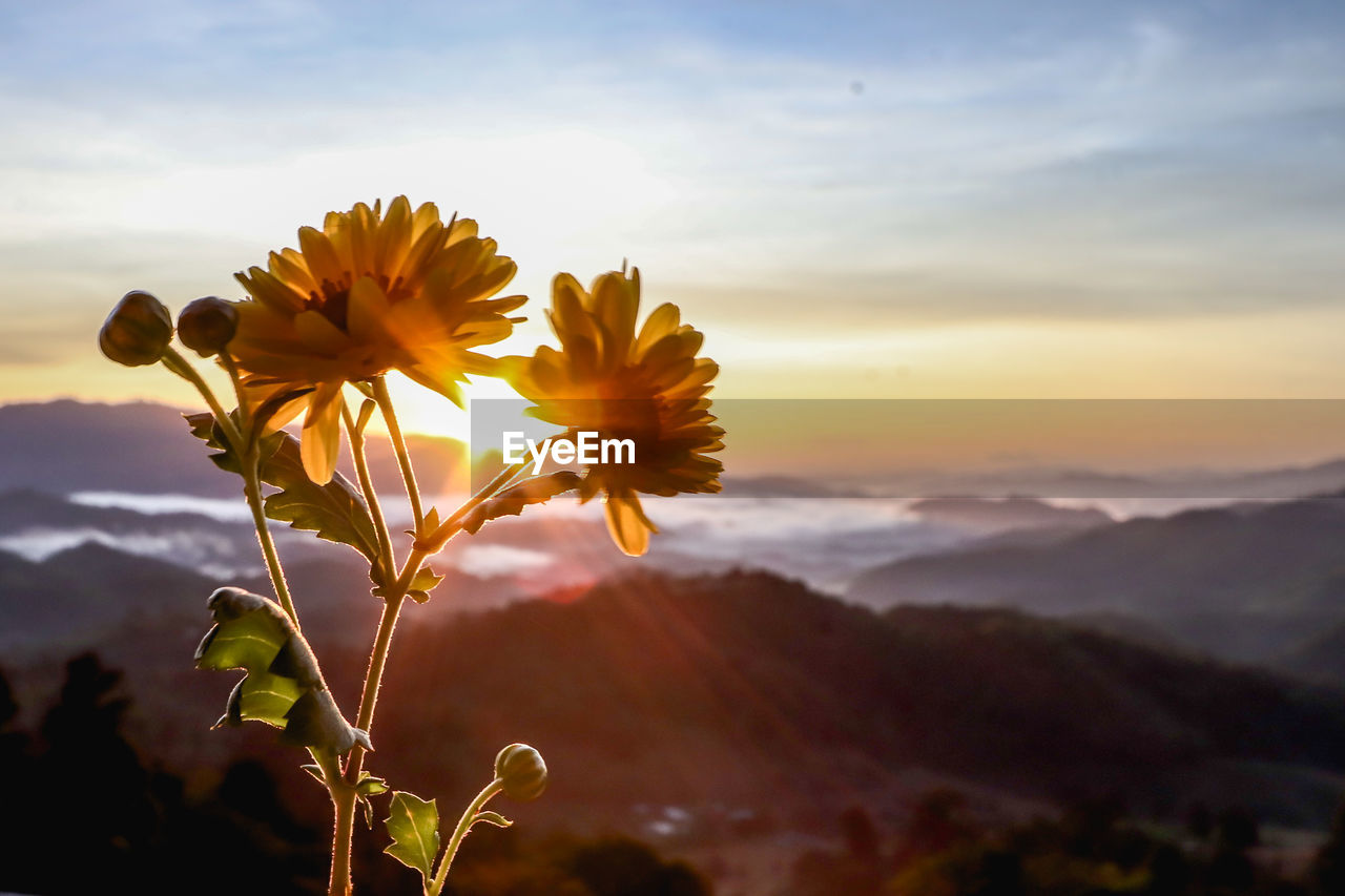 sky, sunlight, beauty in nature, plant, nature, sunset, flower, flowering plant, yellow, freshness, cloud, landscape, environment, sun, scenics - nature, mountain, flower head, leaf, tranquility, no people, growth, rural scene, outdoors, land, field, back lit, dusk, inflorescence, vibrant color, close-up, fragility, tranquil scene, twilight, dramatic sky, focus on foreground, sunflower, summer, sunbeam, petal, idyllic, mountain range, multi colored, travel destinations, cloudscape, travel, orange color, springtime, non-urban scene, macro photography, silhouette