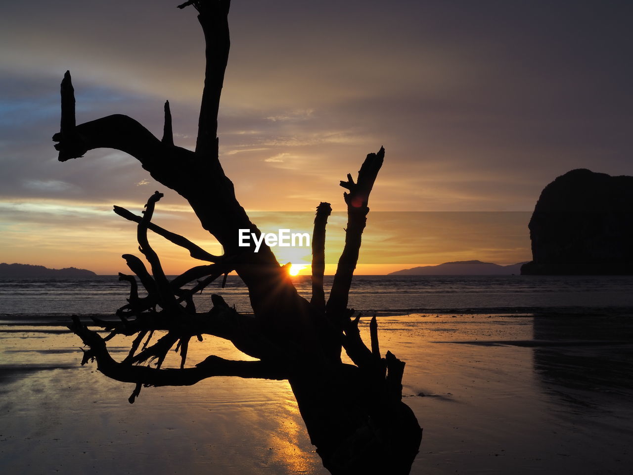 SILHOUETTE BARE TREES ON BEACH AGAINST SKY DURING SUNSET