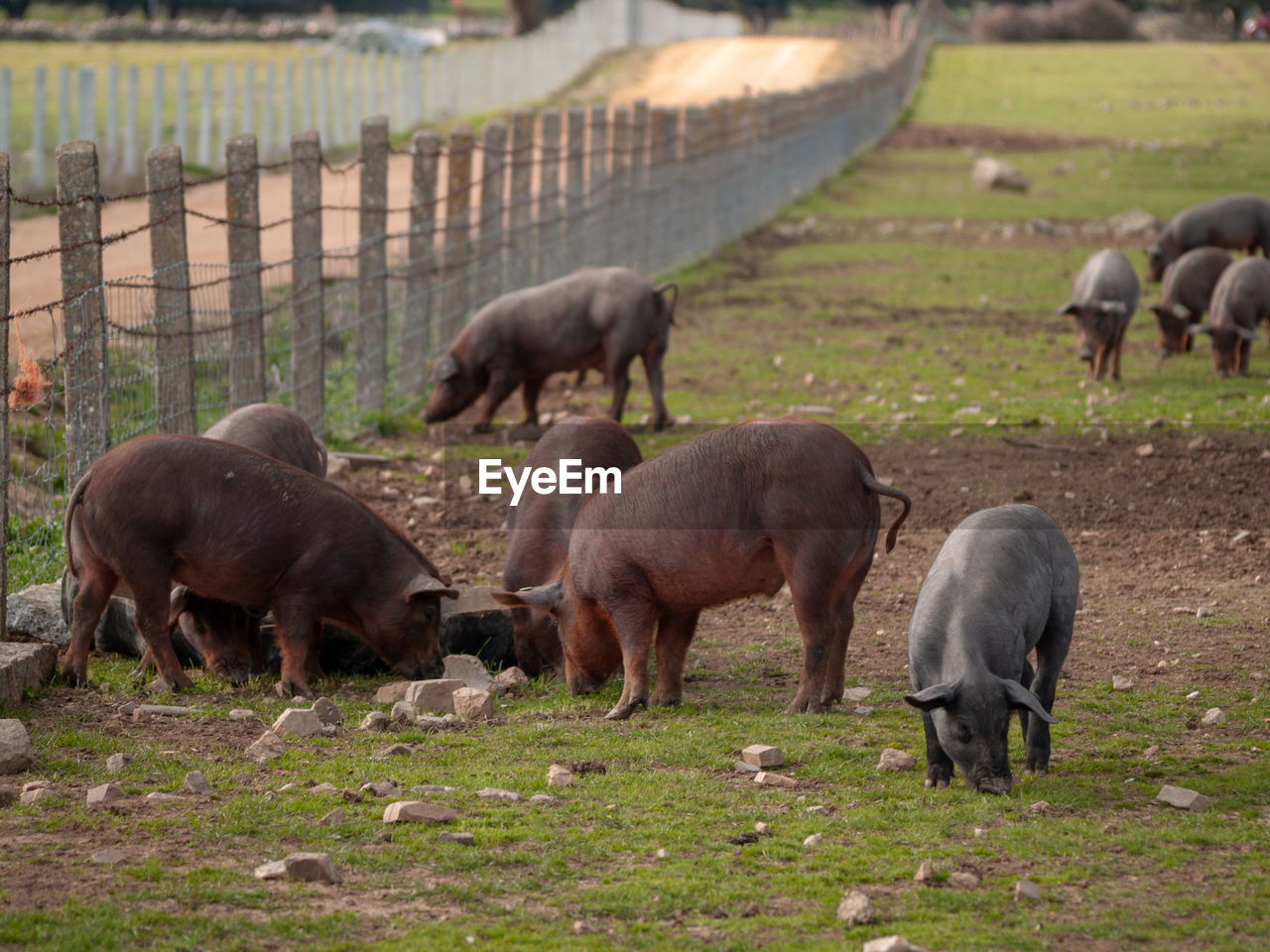 HERD OF SHEEP GRAZING IN FARM