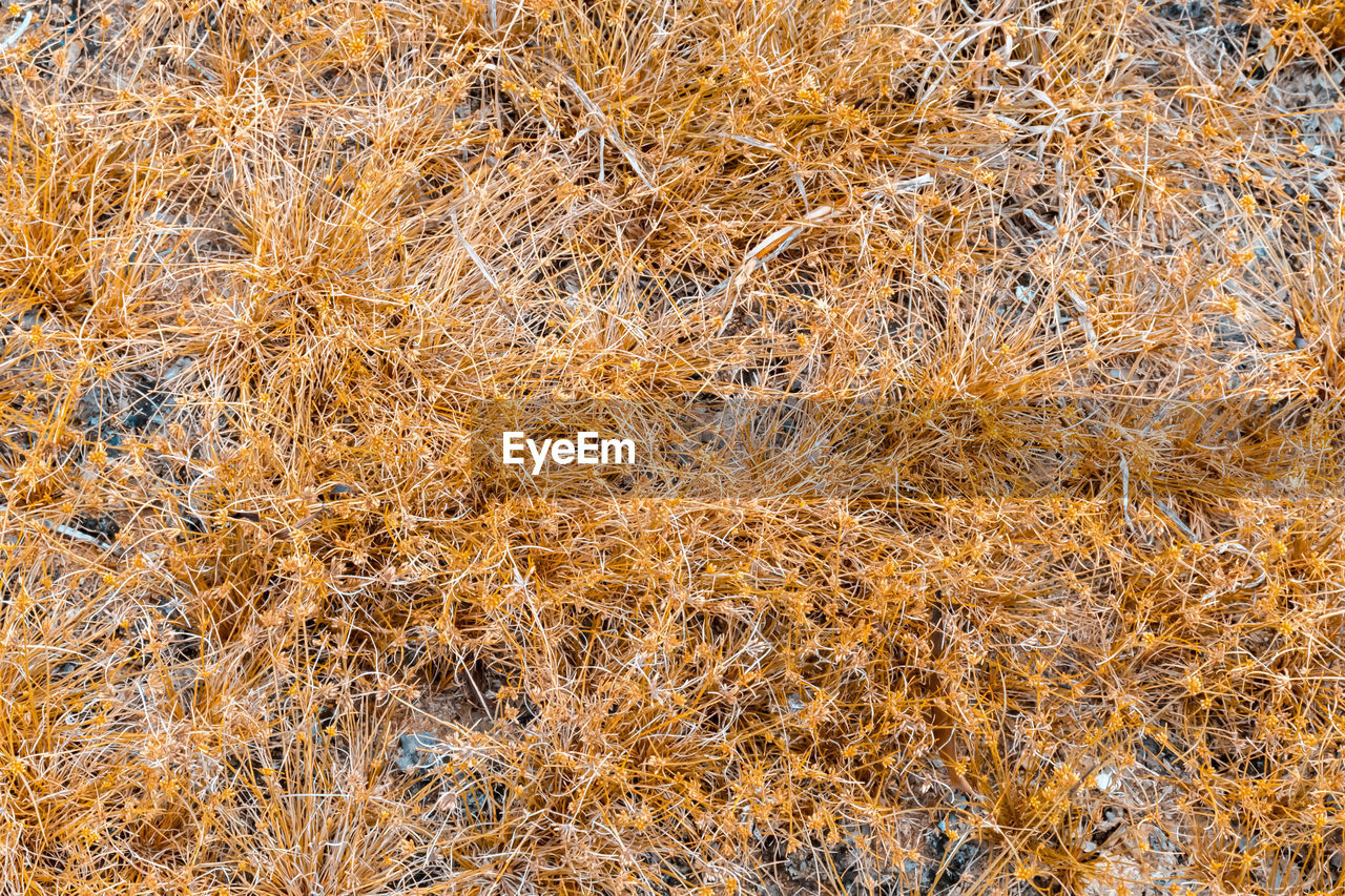 FULL FRAME SHOT OF DRY PLANTS