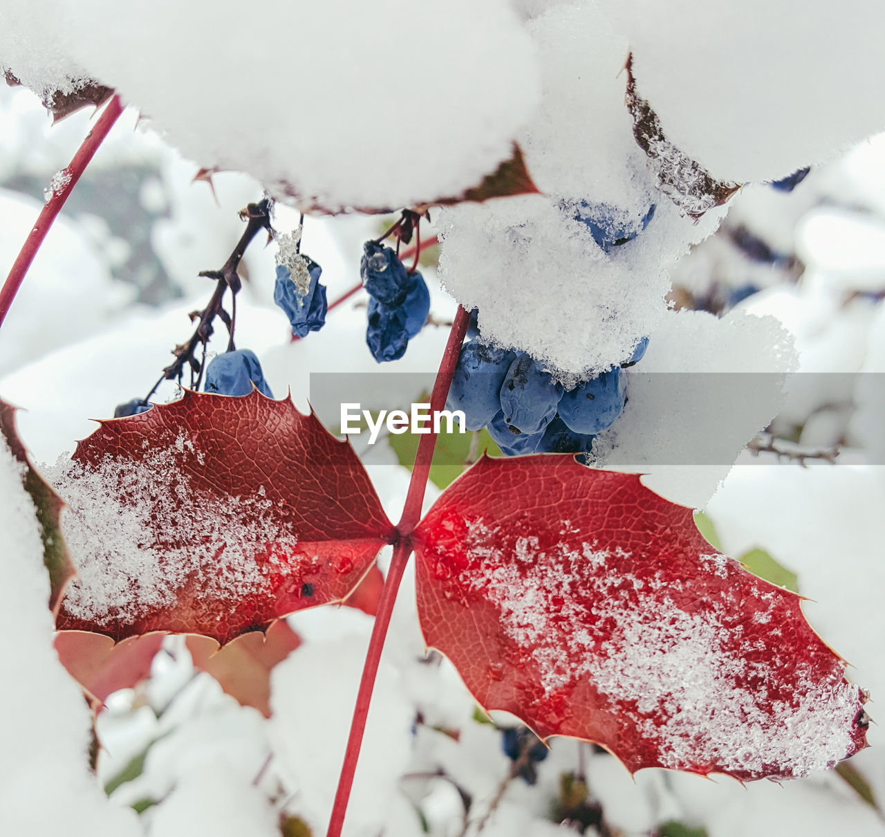 CLOSE-UP OF FROZEN LEAVES