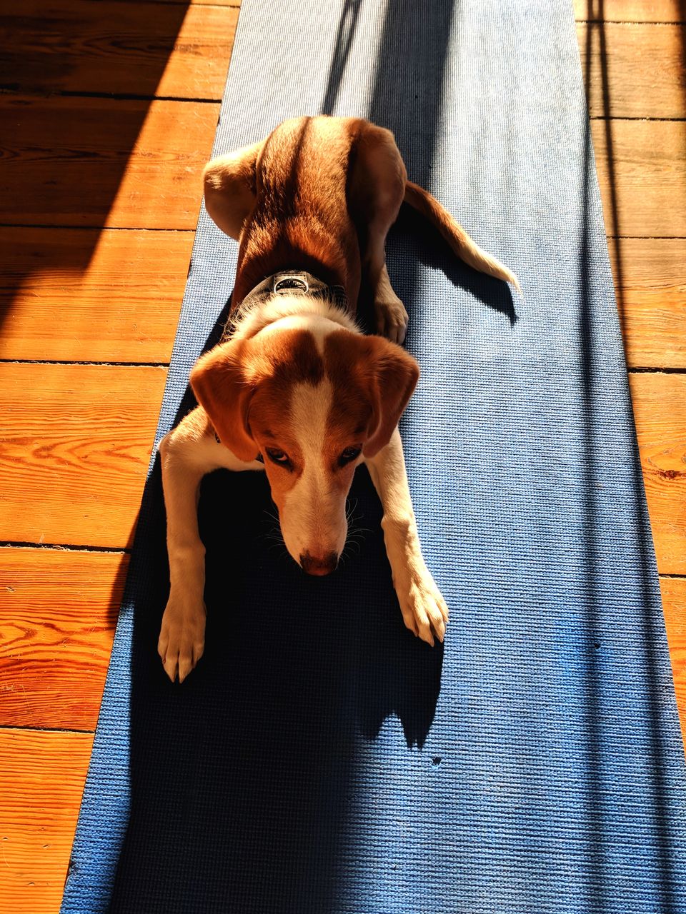 High angle portrait of dog sitting on exercise mat