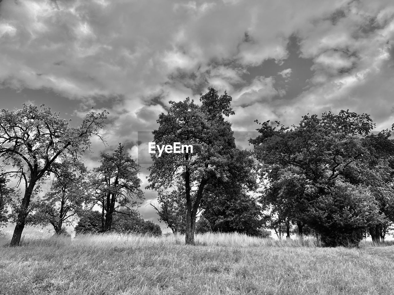 plant, tree, nature, black and white, sky, cloud, monochrome, landscape, environment, monochrome photography, land, beauty in nature, field, rural area, growth, grass, scenics - nature, tranquility, no people, tranquil scene, flower, day, outdoors, non-urban scene, rural scene, forest