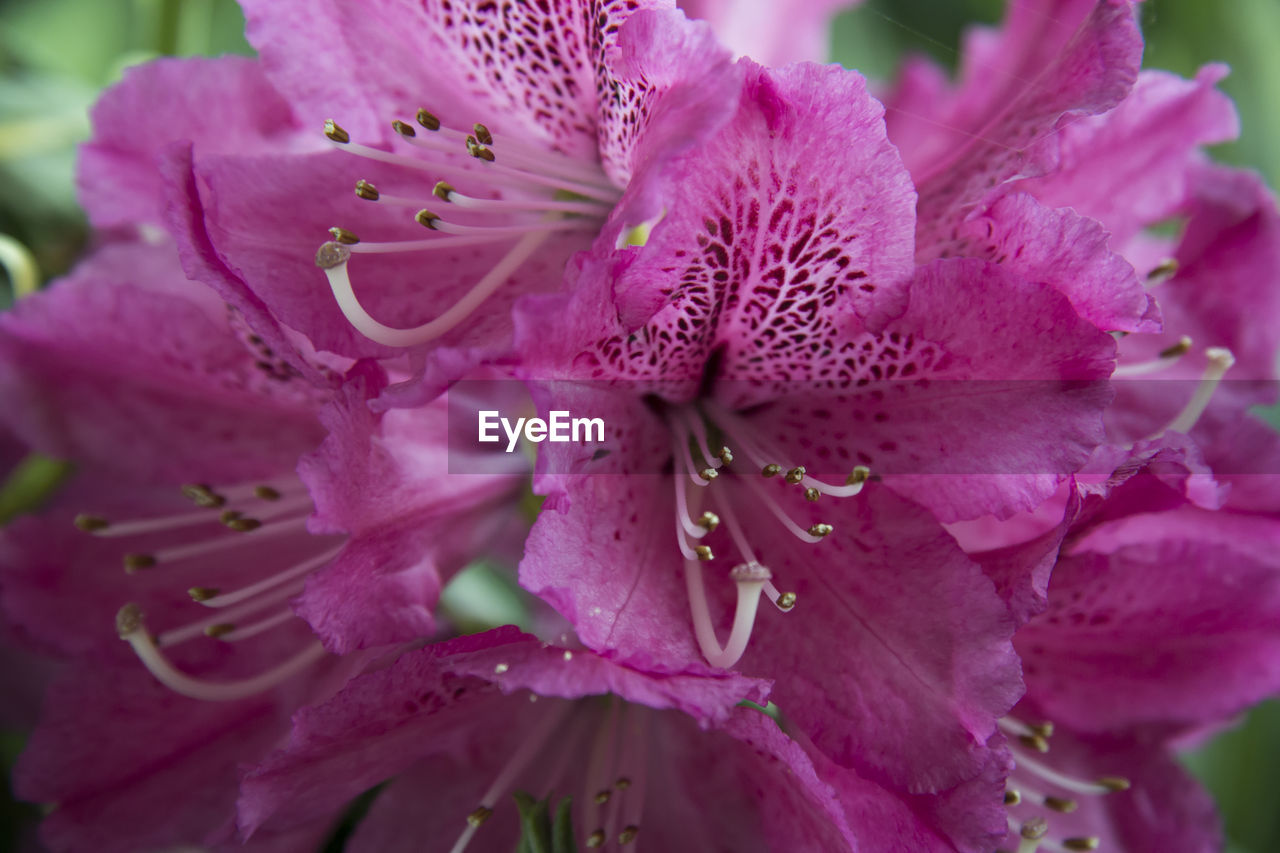 CLOSE-UP OF RAINDROPS ON PINK FLOWER