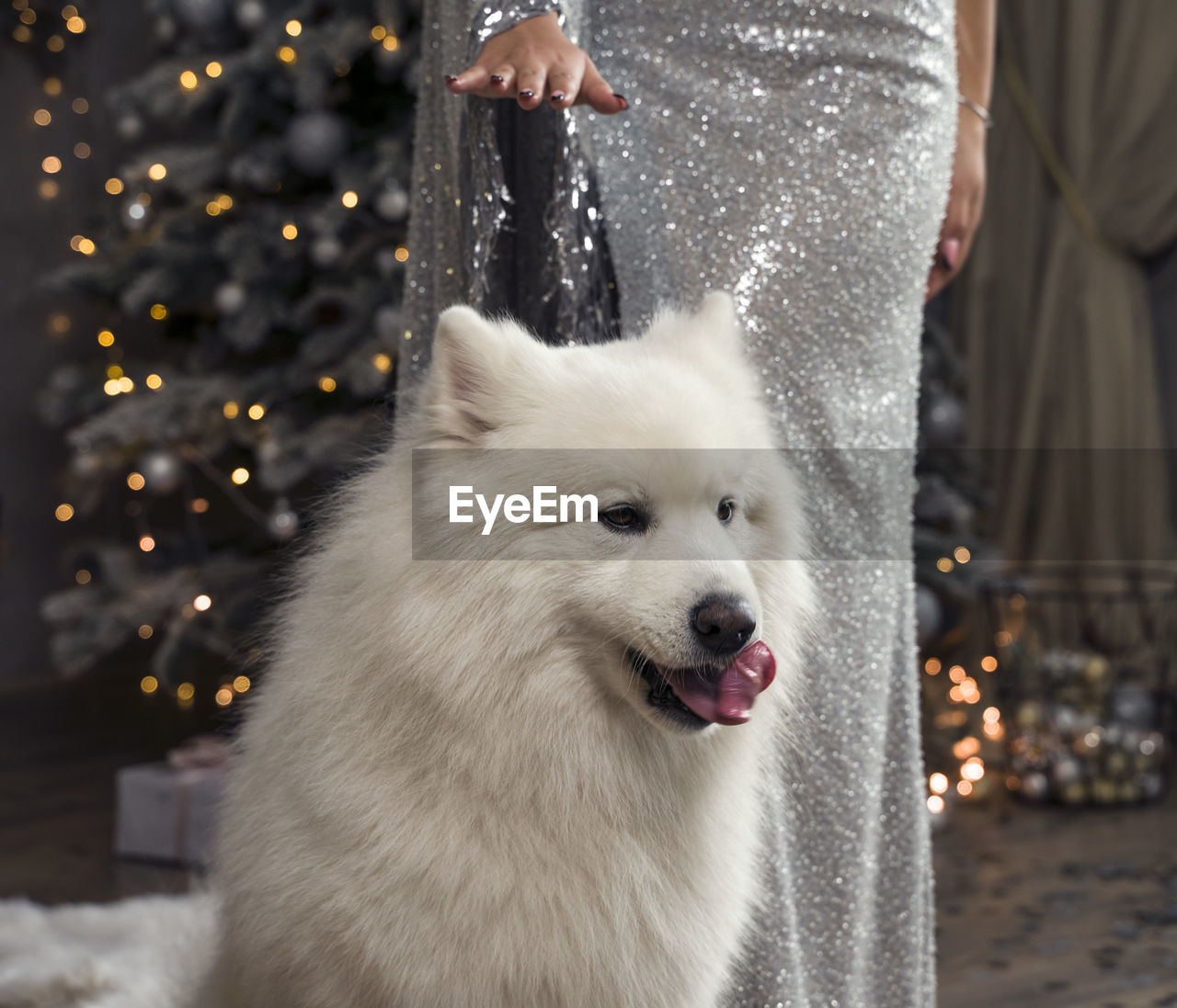 Woman with her dog enjoying christmas eve. samoyed dog over the christmas tree 