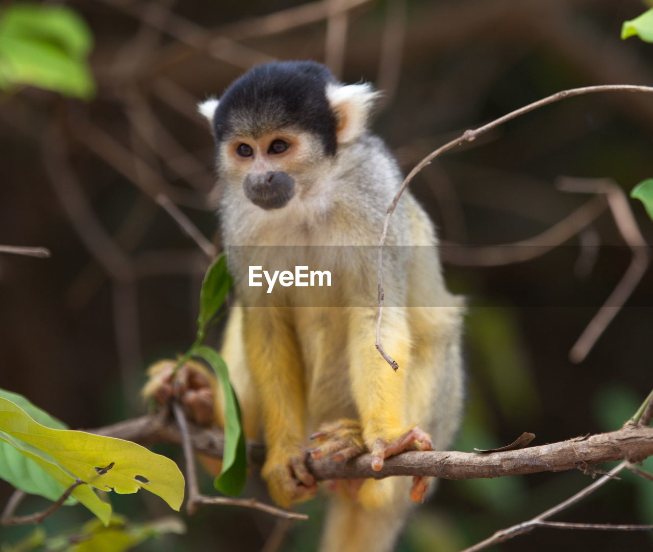 Closeup portrait of baby golden squirrel monkey saimiri sciureus sitting on branch, bolivia.