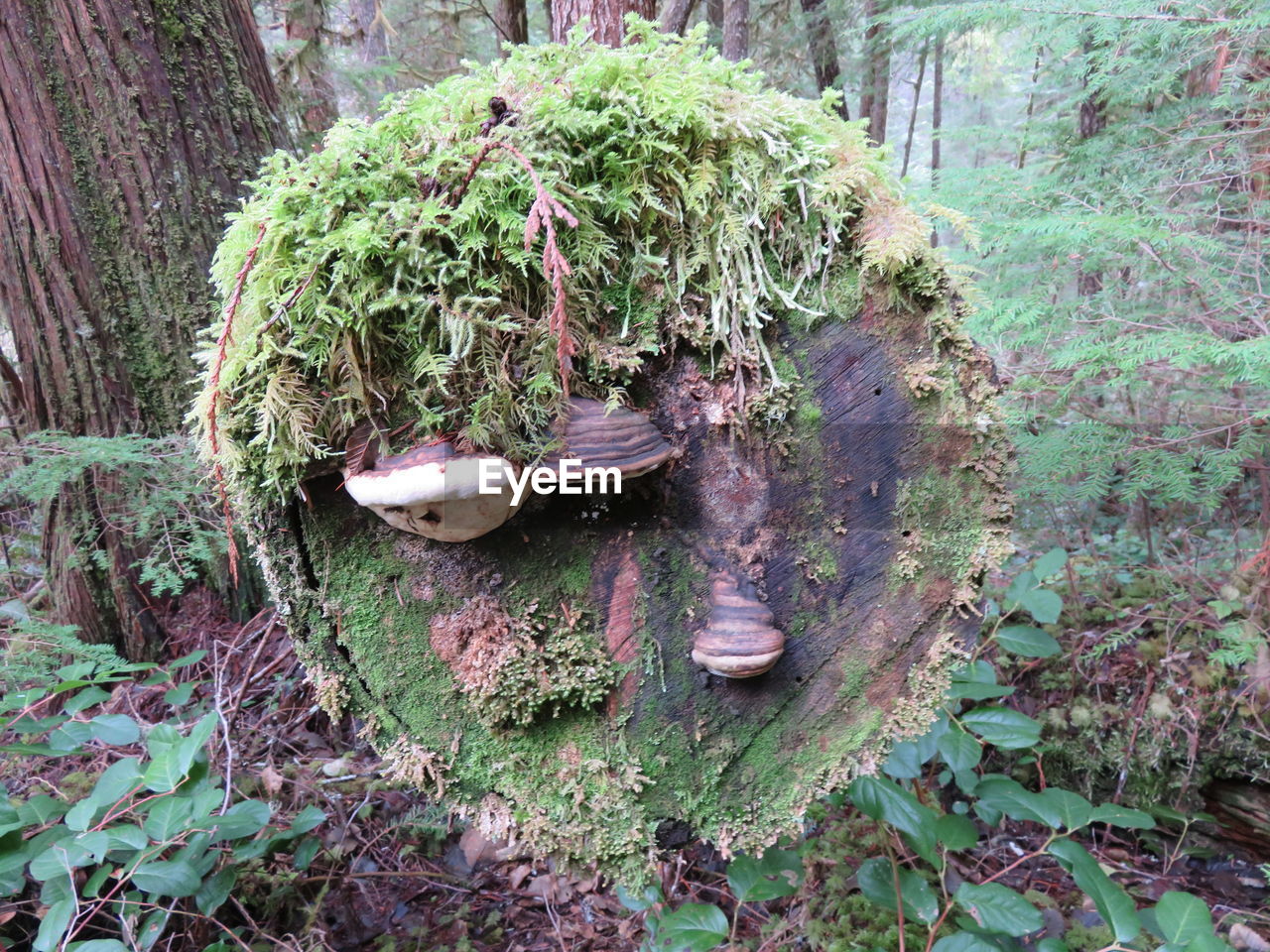 HIGH ANGLE VIEW OF DEAD PLANTS IN FOREST