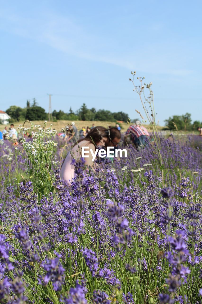 Plants growing on field