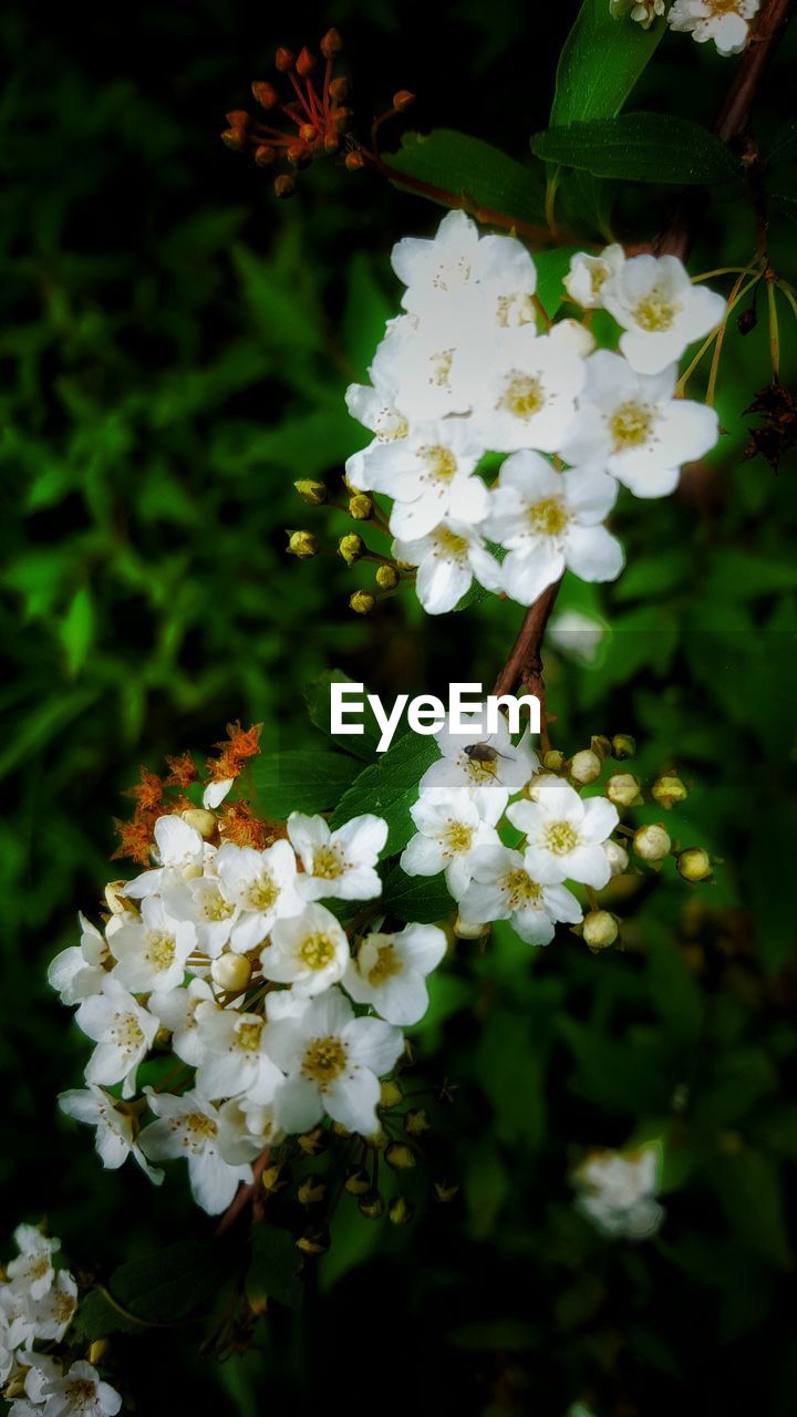 CLOSE-UP OF WHITE FLOWERS BLOOMING OUTDOORS