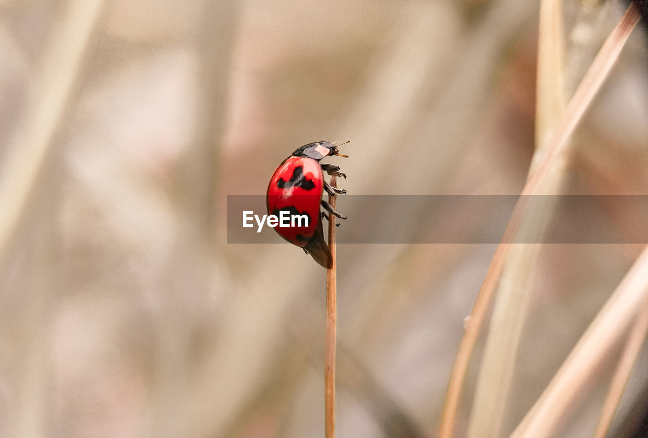 LADYBUG ON A FLOWER