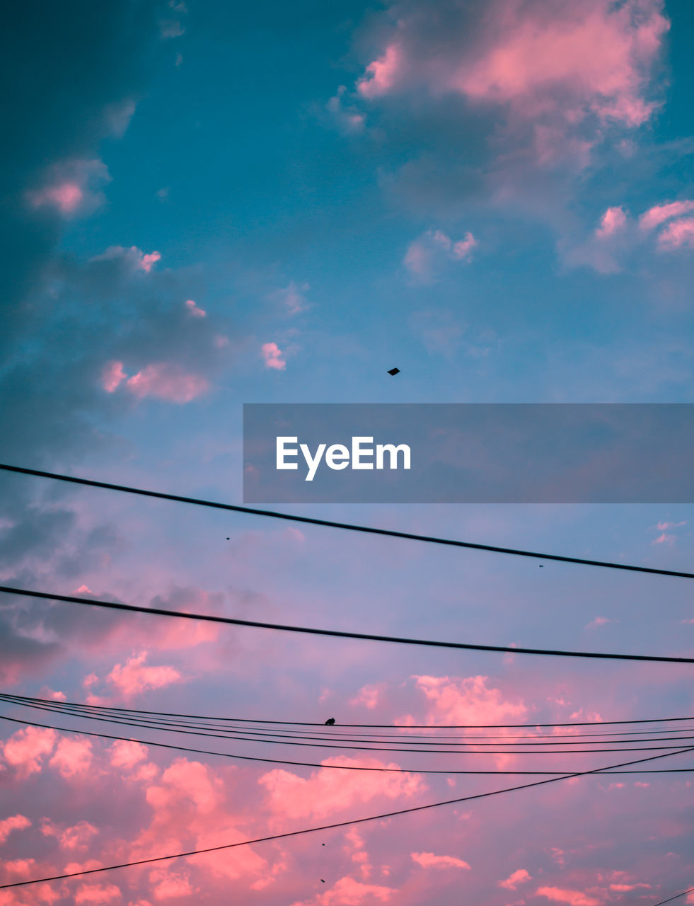 Teal Animal Themes Animals In The Wild Beauty In Nature Bird Blue Cable Cloud - Sky Connection Day Electricity  Low Angle View Mid-air Nature No People Outdoors Pink Color Power Supply Scenics Silhouette Sky Sunset Technology