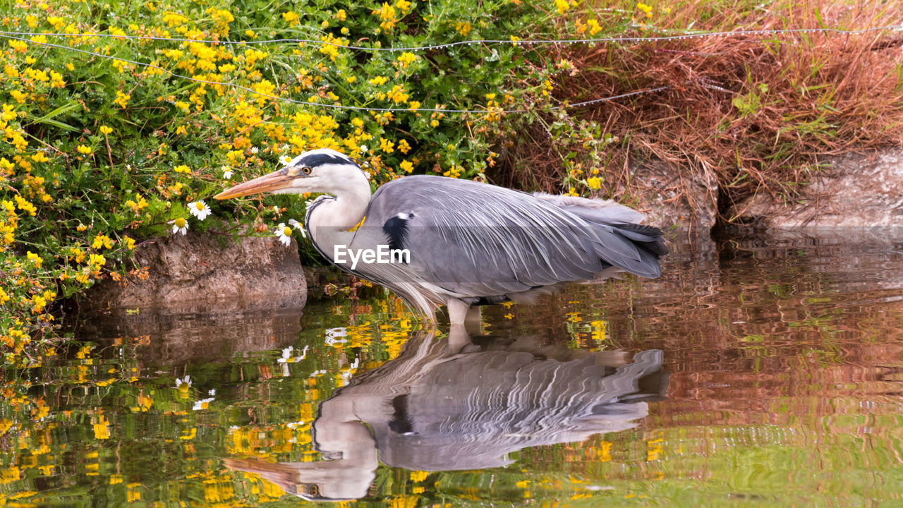 High angle view of gray heron perching on tree