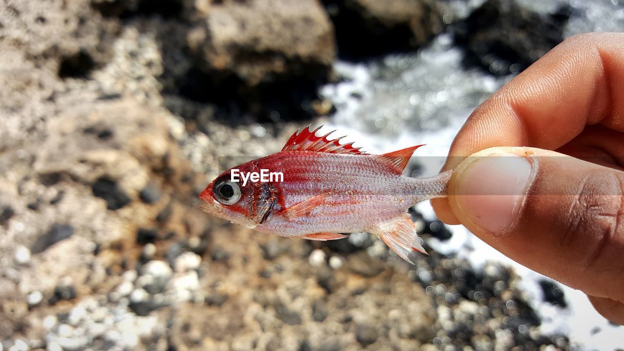 CLOSE-UP OF HAND HOLDING FISH IN SAND