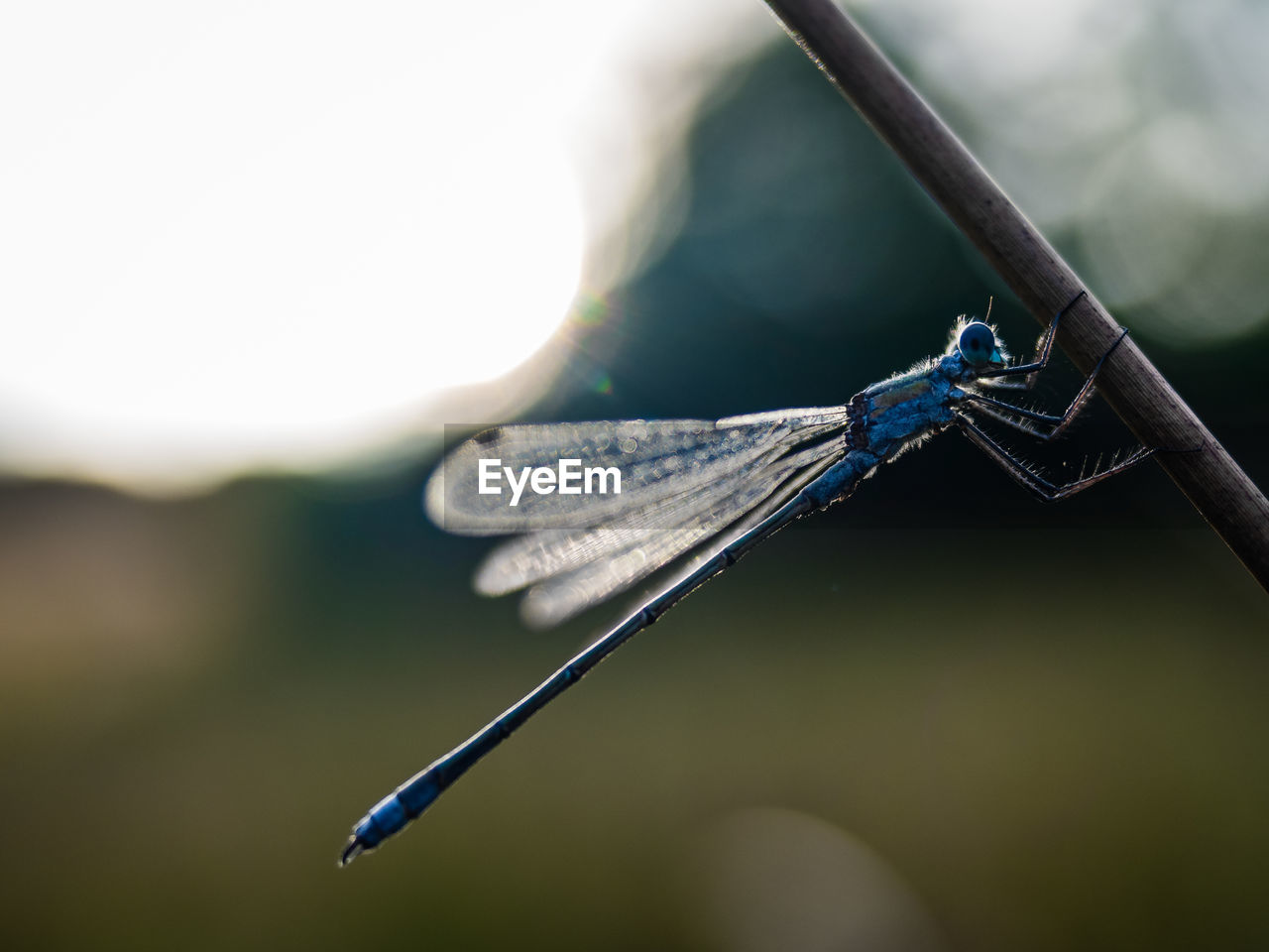 dragonfly, dragonflies and damseflies, close-up, macro photography, blue, insect, green, wing, animal, focus on foreground, nature, animal themes, animal wildlife, no people, one animal, outdoors, animal wing, day, wildlife