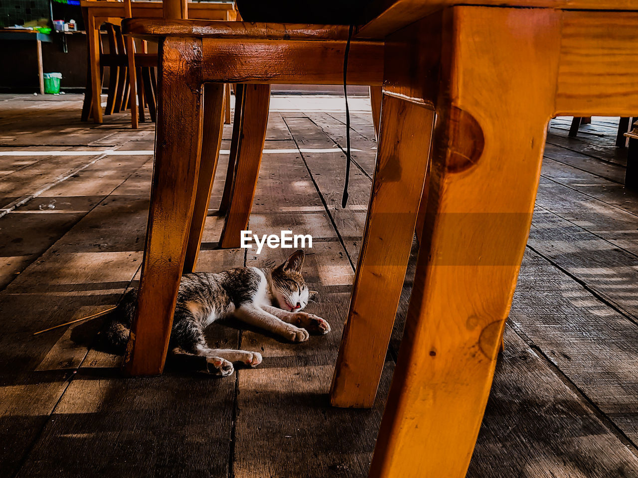 HIGH ANGLE VIEW OF A CAT RESTING ON WOODEN TABLE