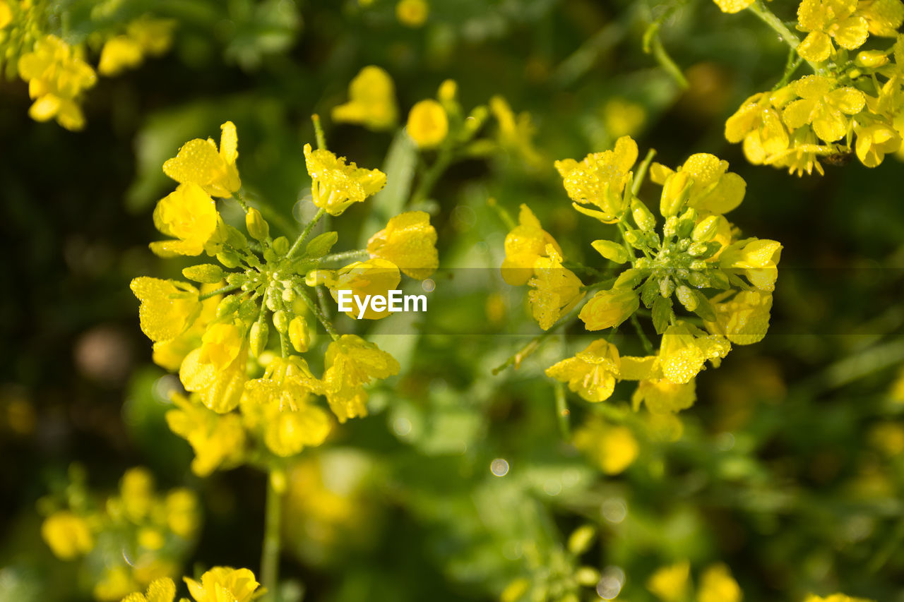 CLOSE-UP OF YELLOW FLOWERS BLOOMING