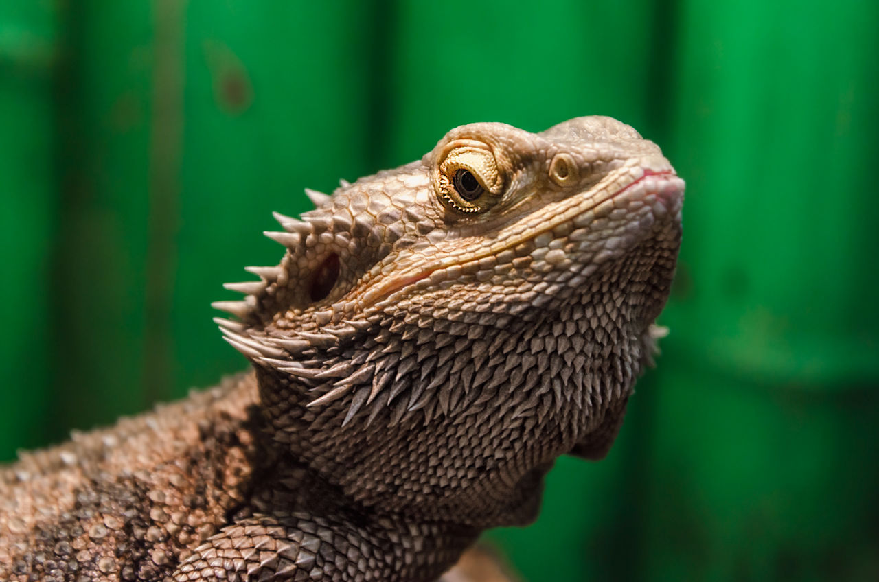 CLOSE-UP OF A LIZARD ON A LOOKING AWAY