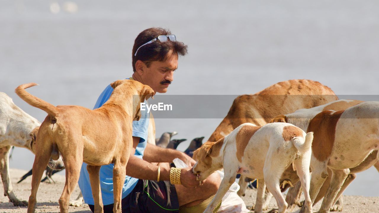 Man feeding dogs
