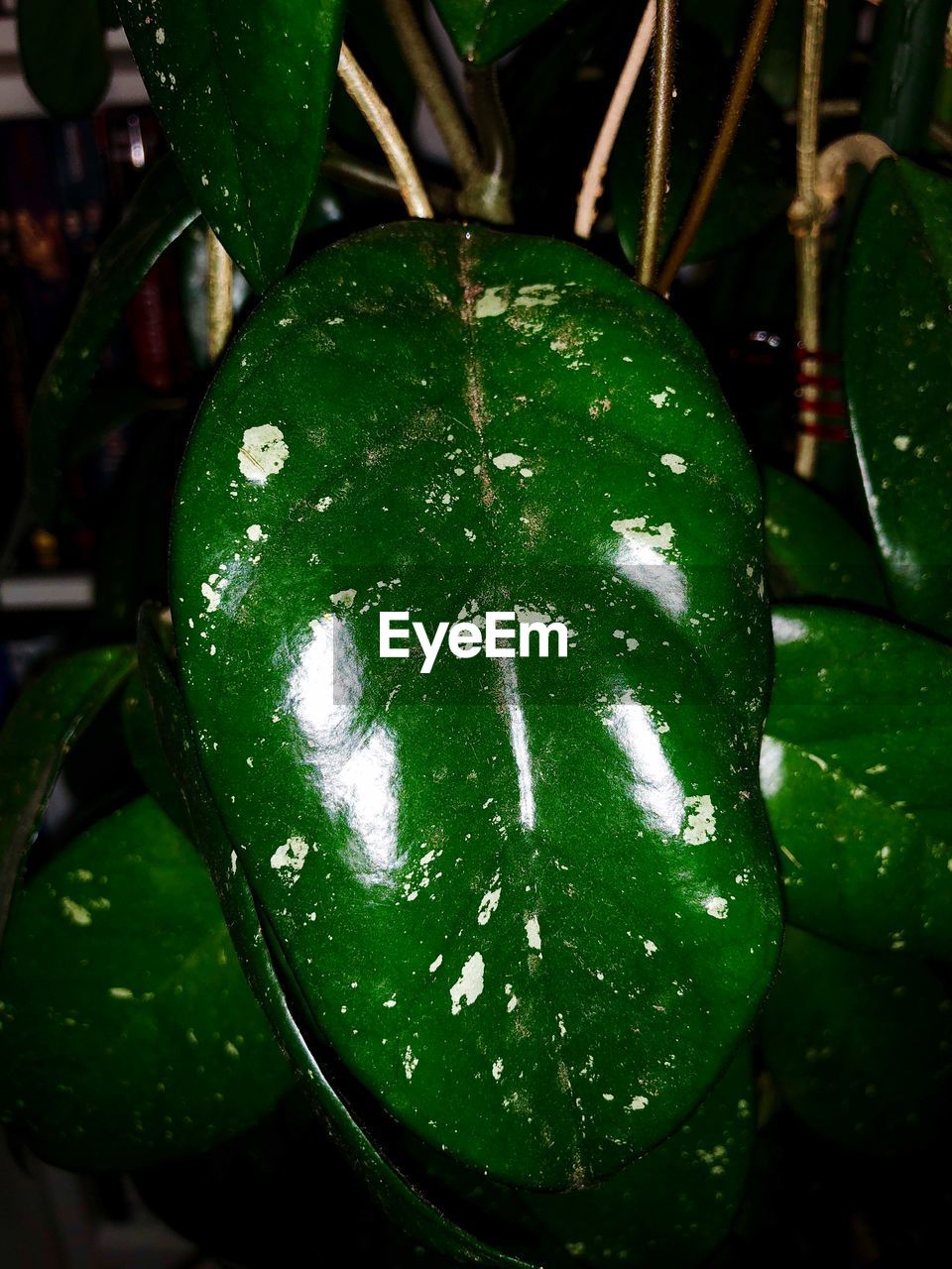 CLOSE-UP OF WET LEAF