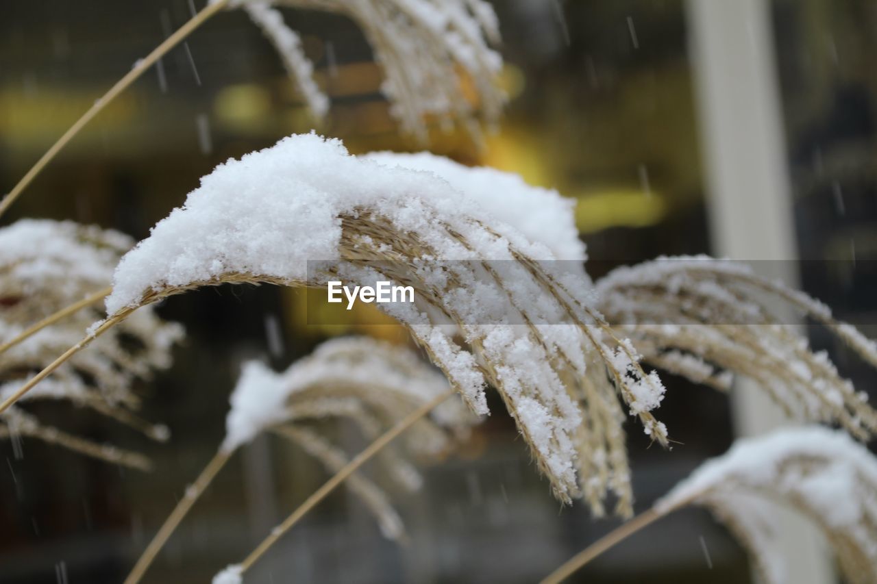 CLOSE-UP OF FROZEN PLANT