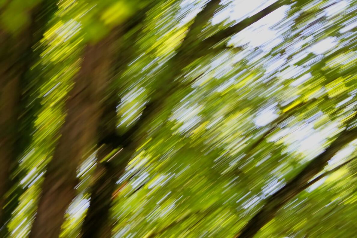 LOW ANGLE VIEW OF TREES