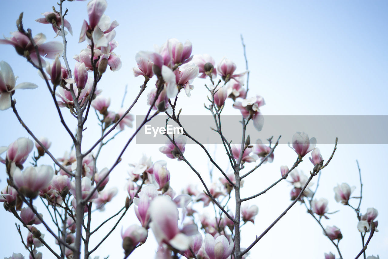 plant, flower, flowering plant, freshness, beauty in nature, pink, nature, blossom, tree, growth, branch, springtime, fragility, sky, spring, no people, low angle view, petal, close-up, day, outdoors, clear sky, magnolia, twig, botany