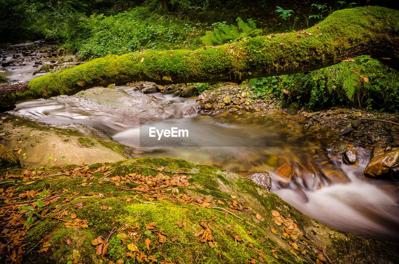 Stream flowing through rocks in forest