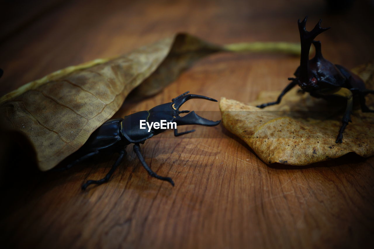 Close-up of insect on wood