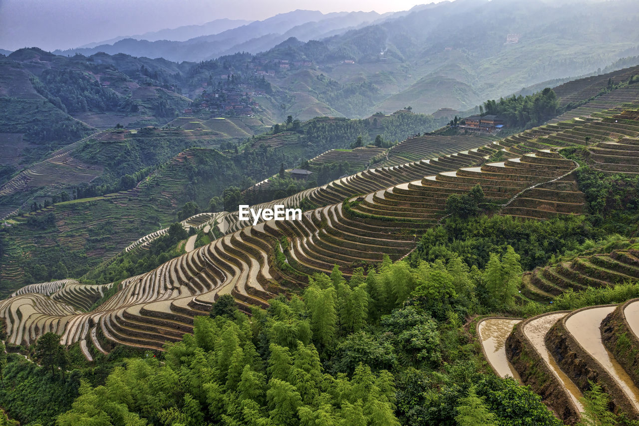 View of rice paddy