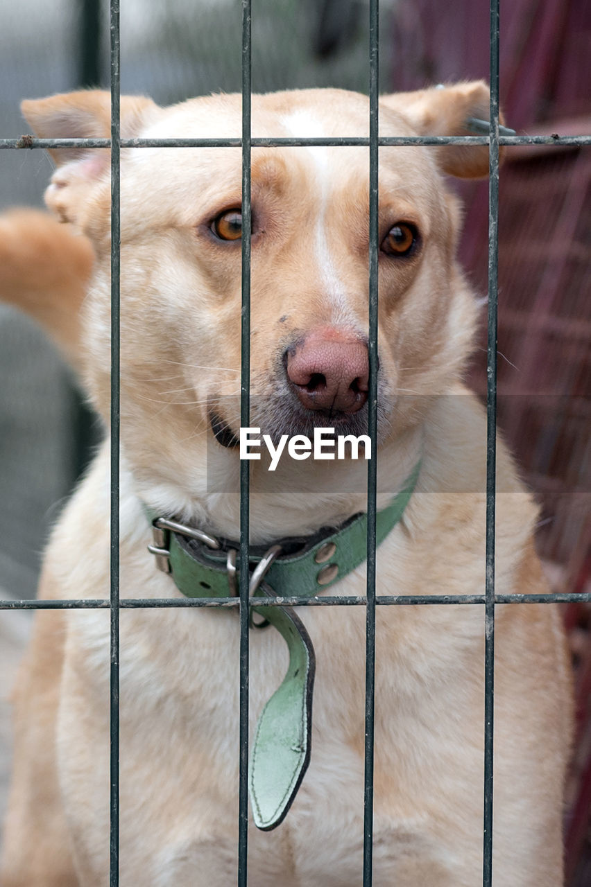 Dog waiting for adoption in animal shelter. homeless dog in the shelter. stray animals concept.